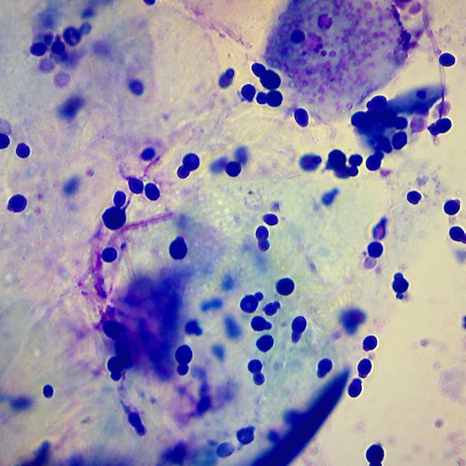 Cytology