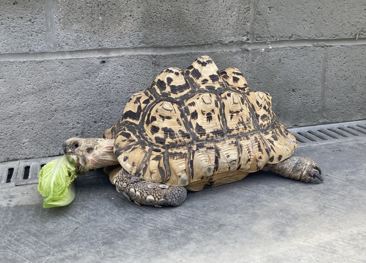 Molasses, our pet tortoise